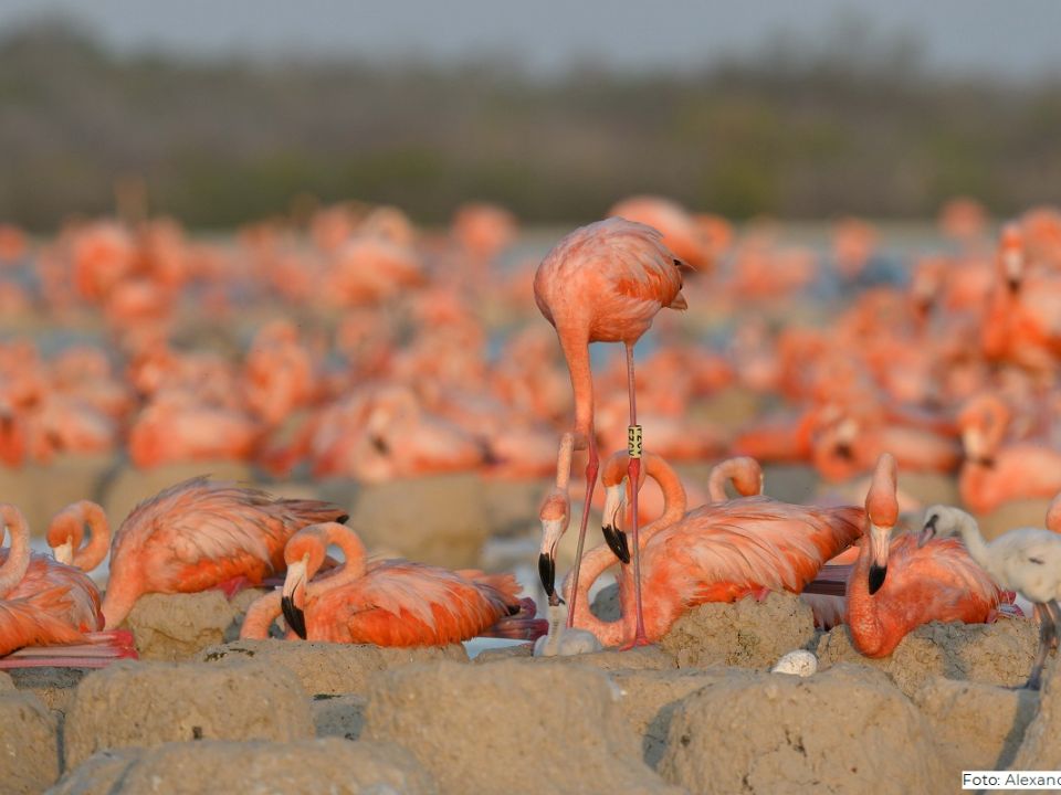 Flamencos