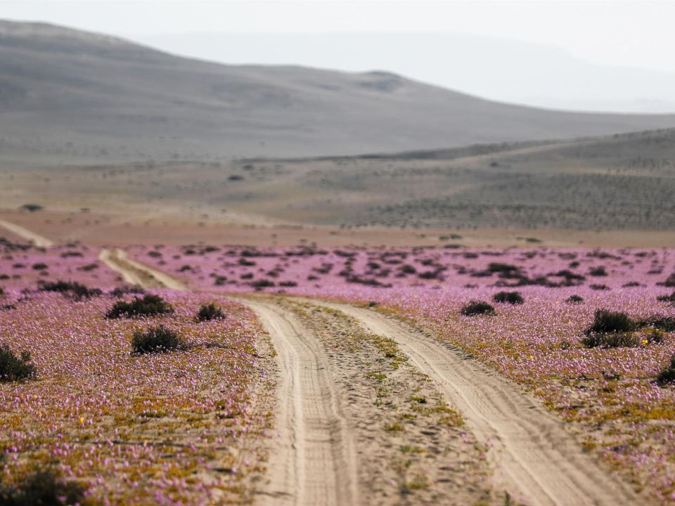 Flores en Atacama