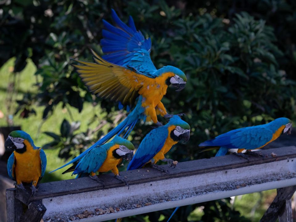 Guacamayas