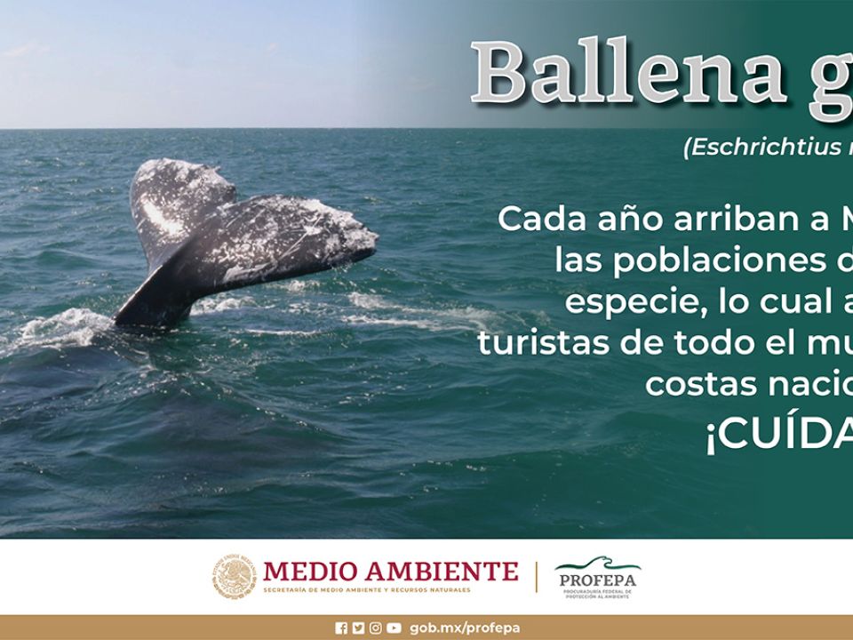 Ballena gris