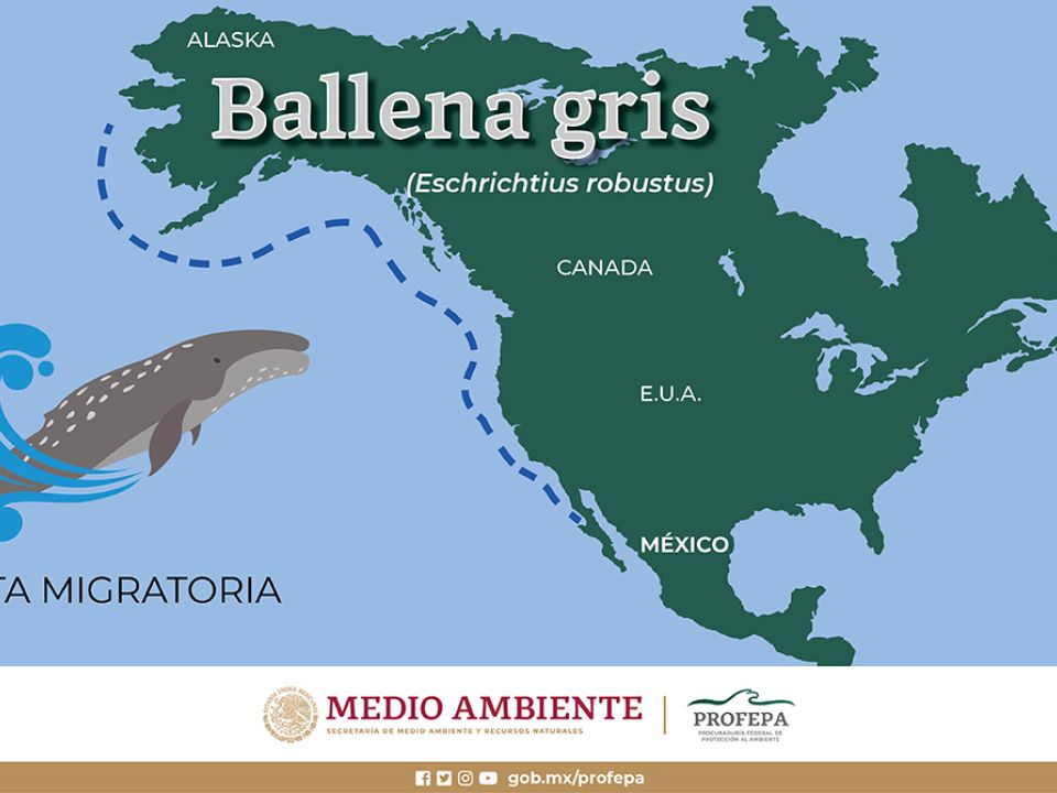 Infografía Ballena gris