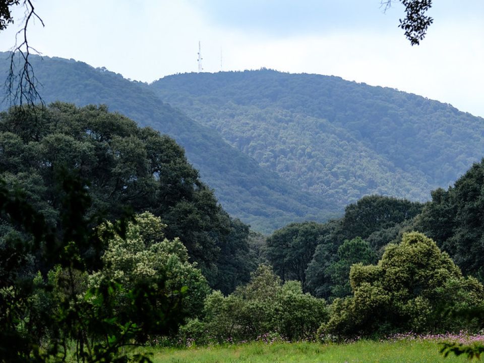 Bosque de la Primavera