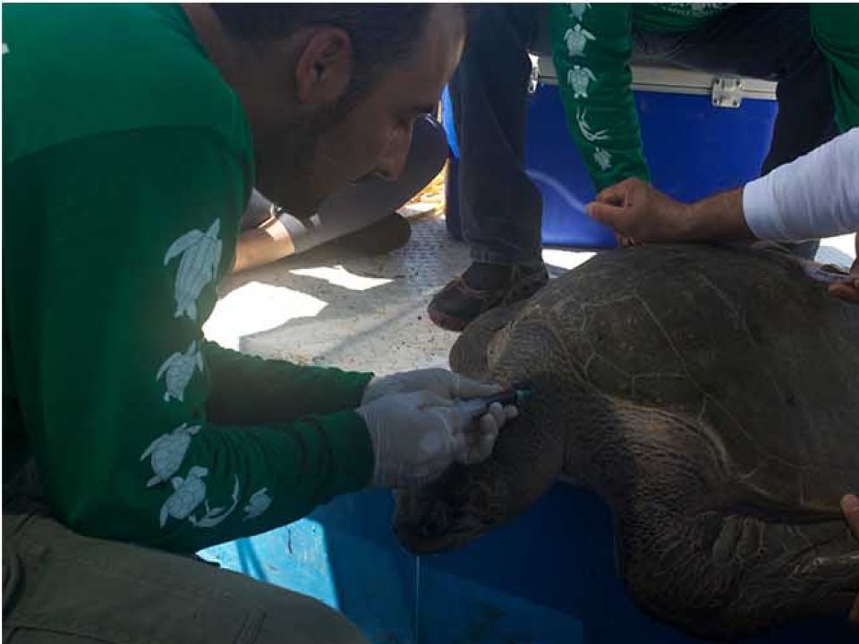 Tortugas 