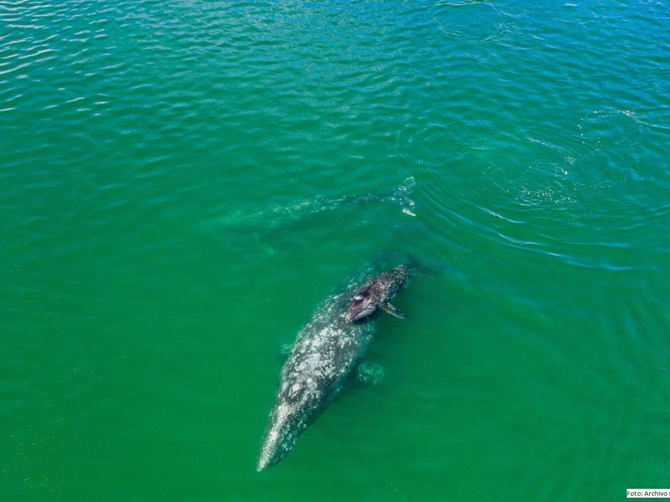 Ballena gris