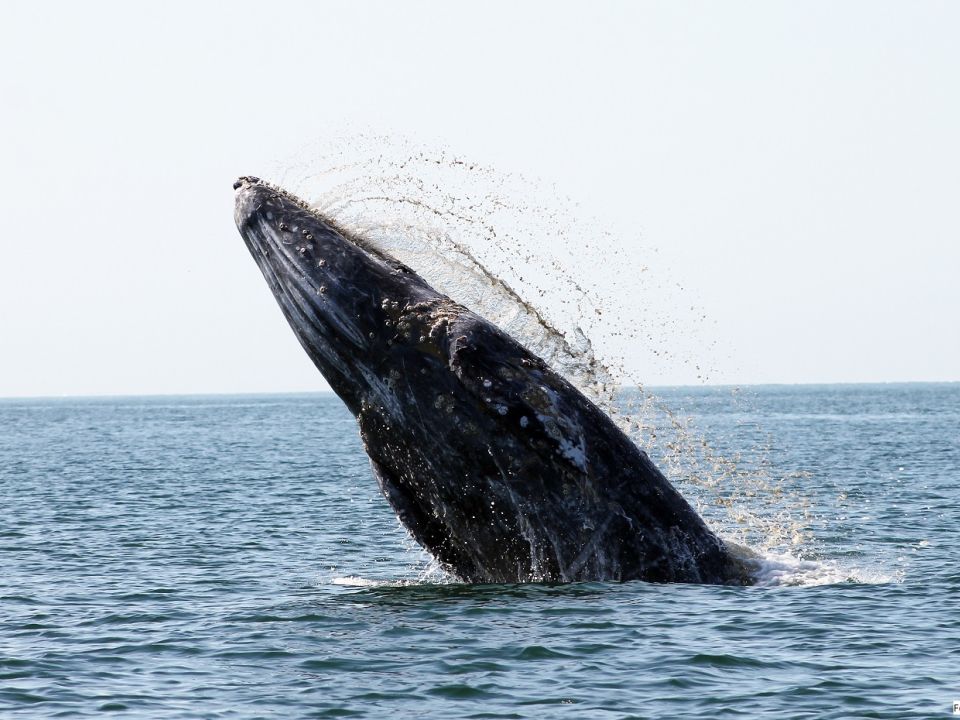 Ballena gris