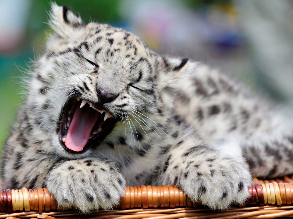 Leopardo de las nieves