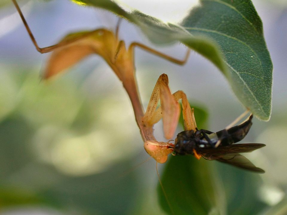 Matis religiosa