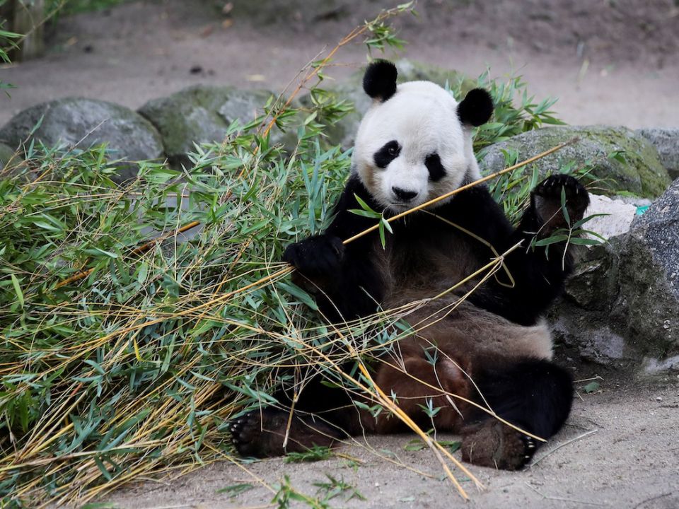 Oso panda