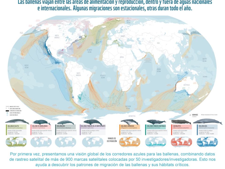 Infografía Ballenas WWF
