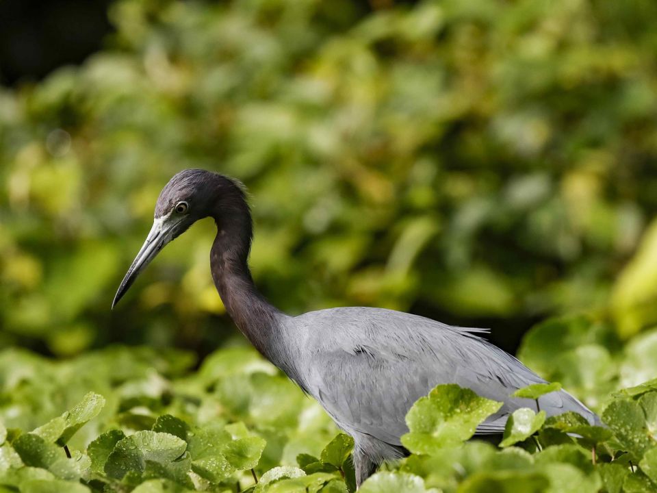 Una garza azul