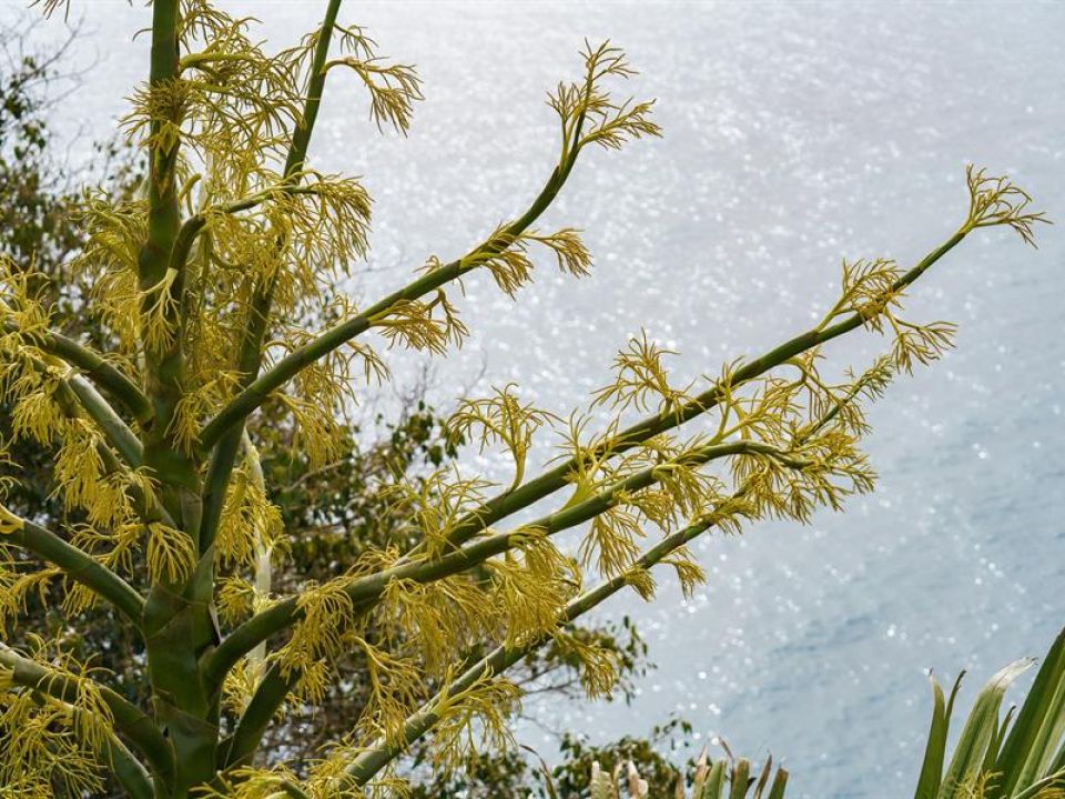 Palmera Corypha 