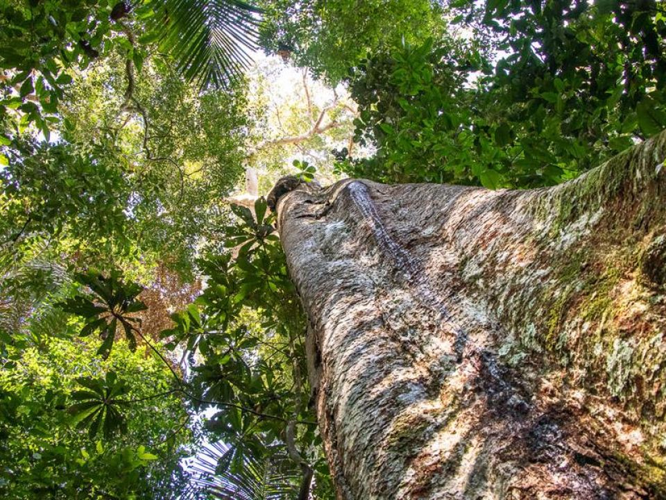 Árbol Shihuahuaco