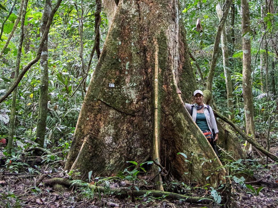 Árbol Shihuahuaco