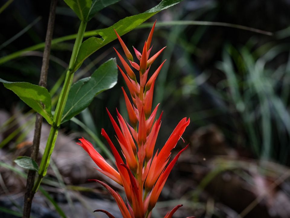 Bosque La Primavera