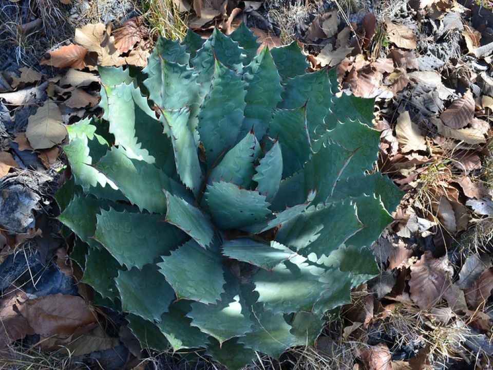 Planta del Bosque La Primavera 