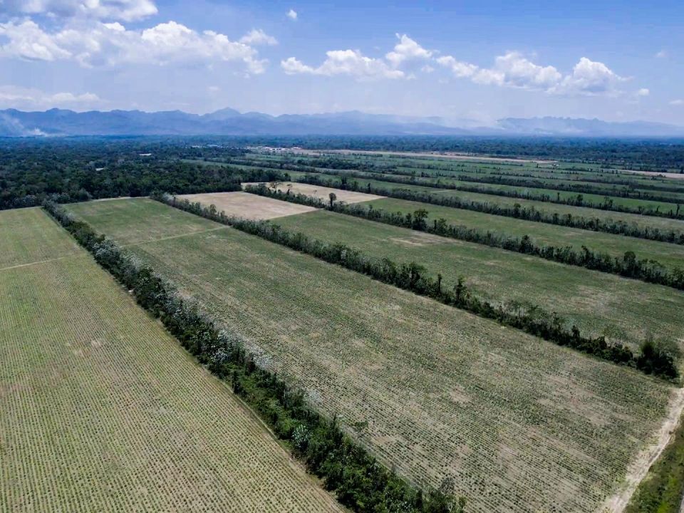 Cultivo de Caña en la Amazonía Boliviana