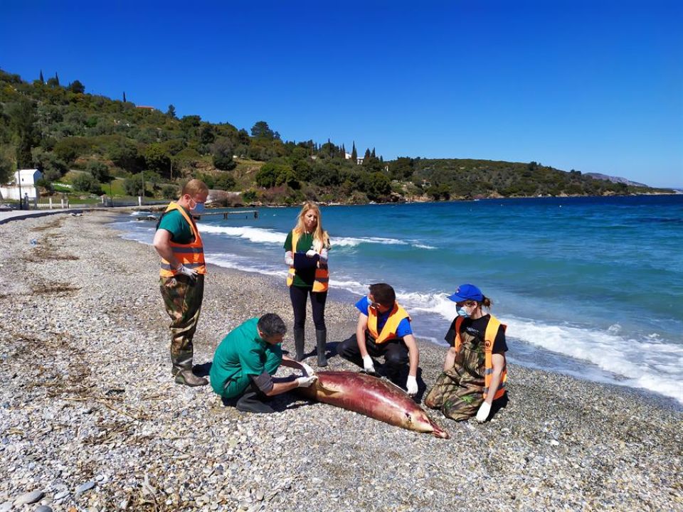 Voluntarios del Instituto de Conservación Marina Archipelagos intentan rescatar varios delfines varados en costas de Grecia. La aparición de cetáceos desorientados en la costa de la isla de Corfú ha hecho saltar las alarmas sobre la situación de estos mamíferos en el Mediterráneo, un pequeño mar con muchos recursos que ofrecer pero también extremadamente vulnerable.- Efe/Instituto de Conservación Marina Archipelagos Delfines varados