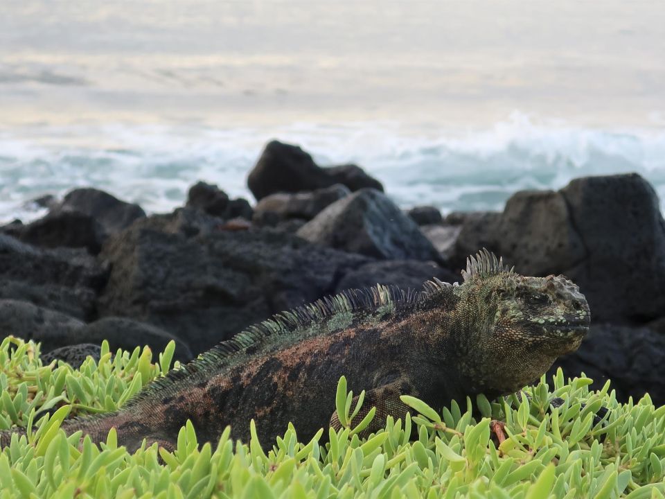 Iguana marina