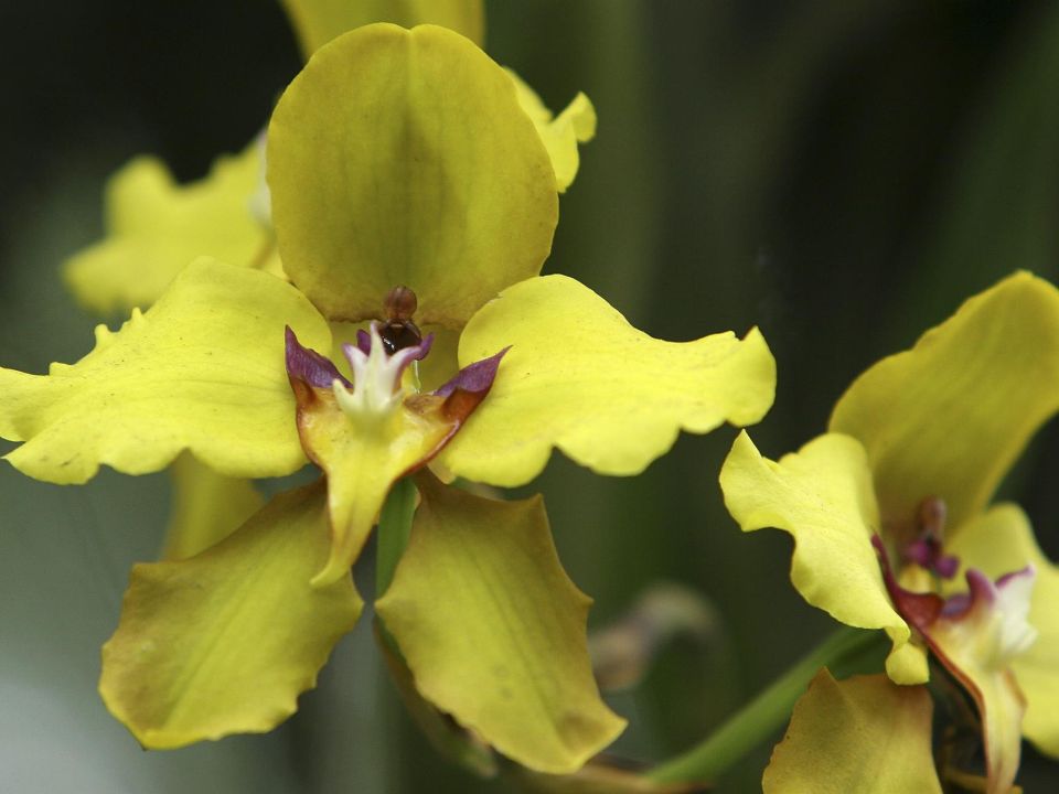 Orquídeas