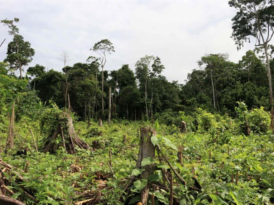 Deforestación de la Amazonía