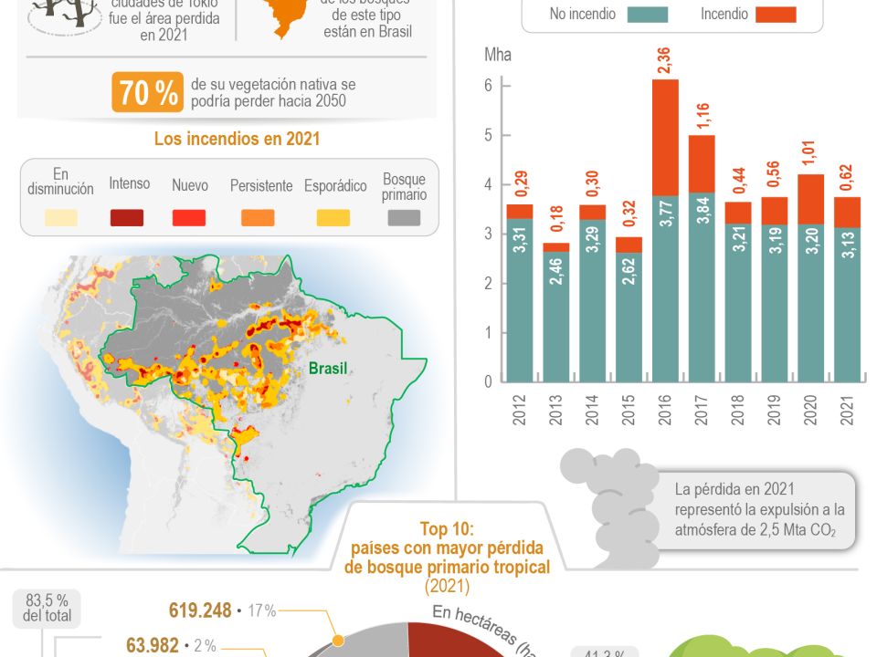 Infografía Bosques de Brasil