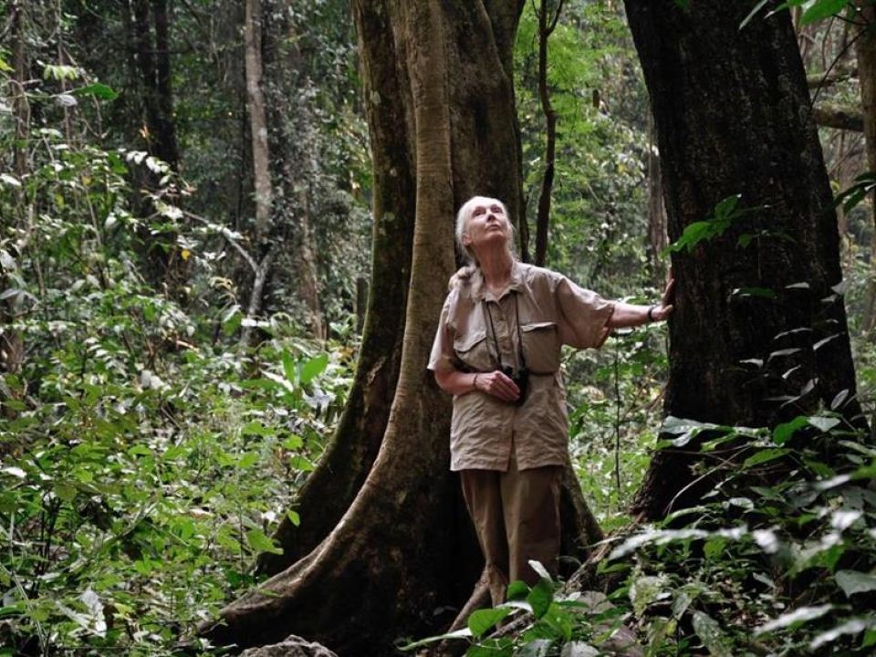 Jane Goodall