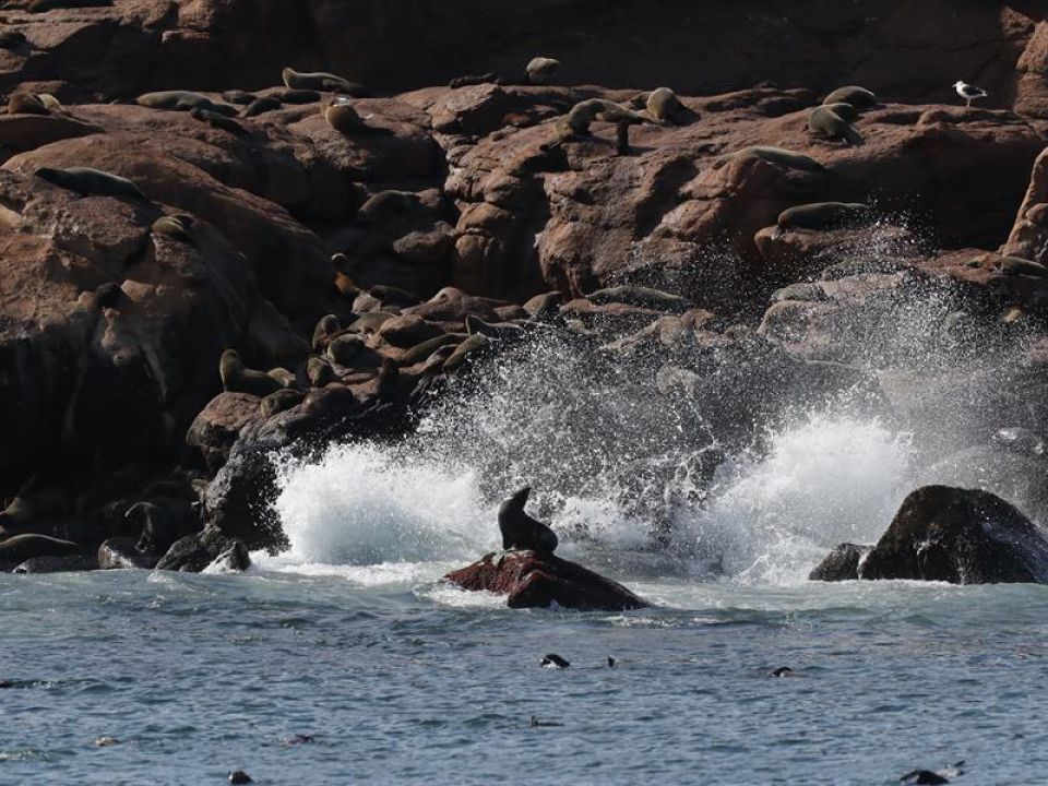 Lobos marinos