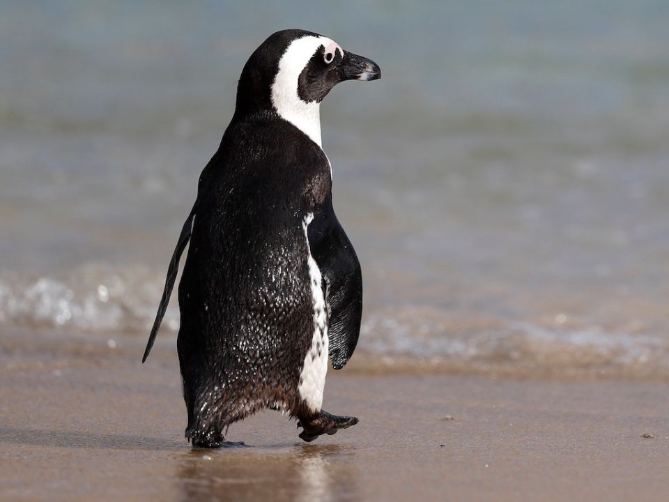 Pingüino 