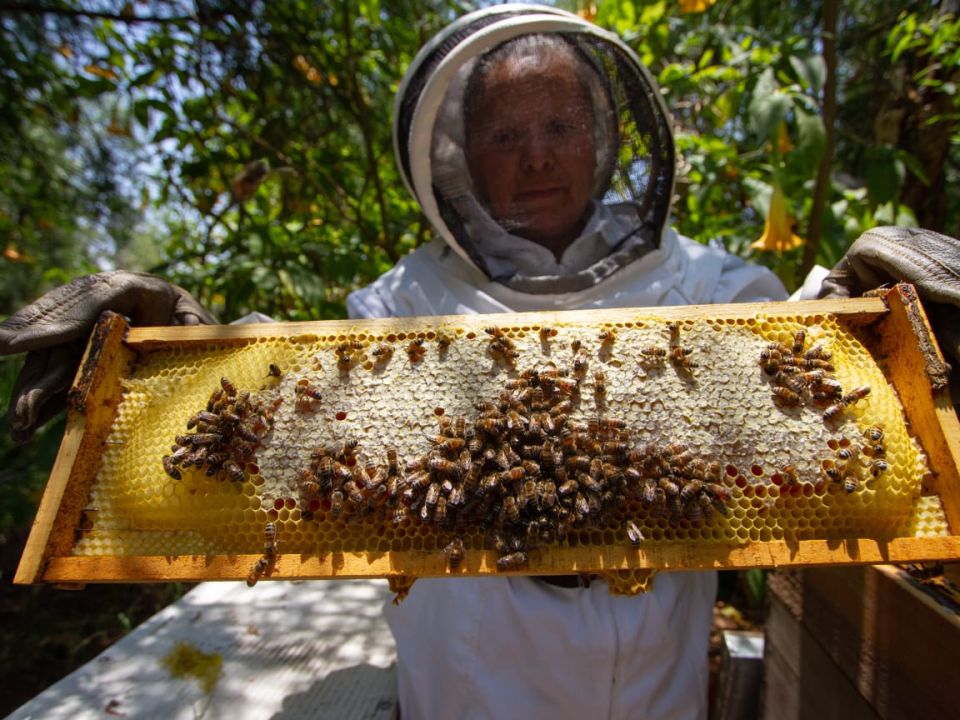 Abejas Sedema