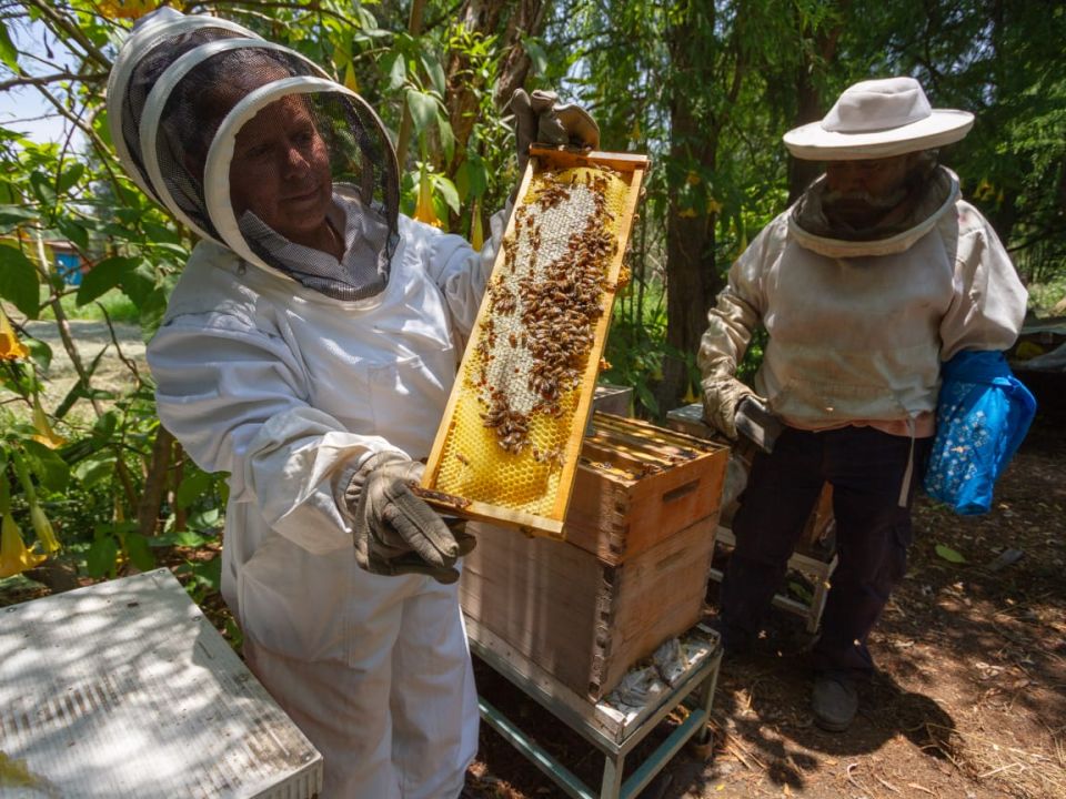 Abejas Sedema