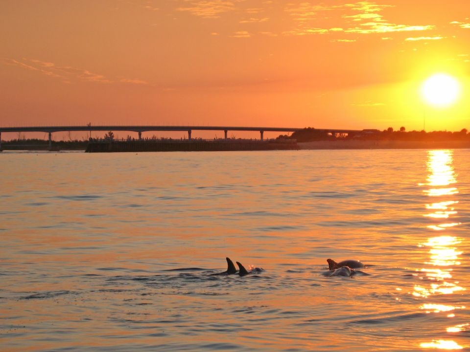 Delfines