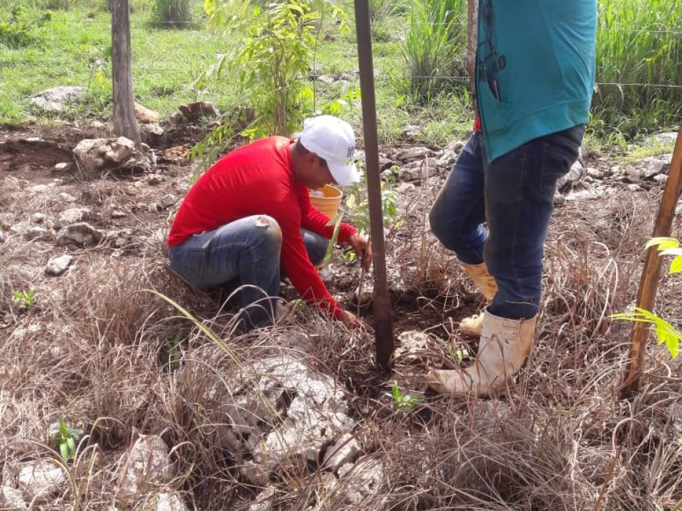 Reforestación