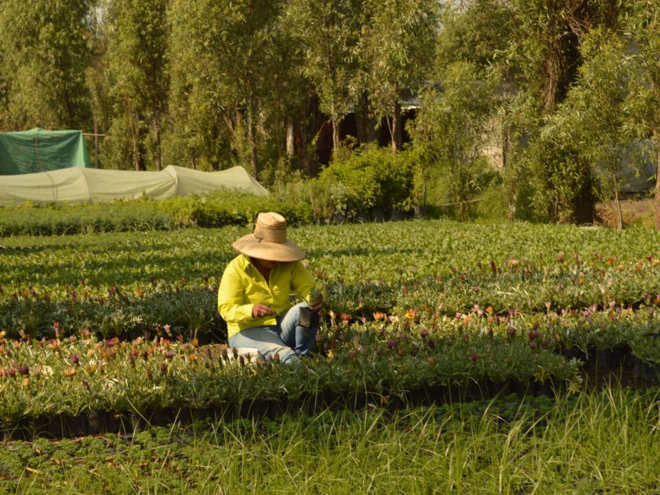 Vivero Sedema