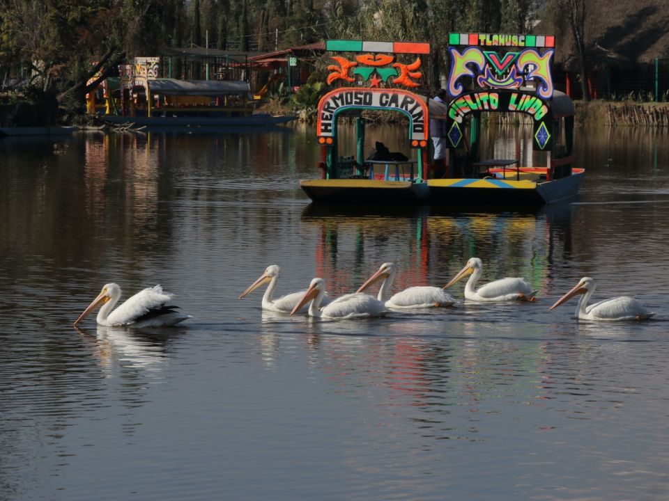 Xochimilco Sedema