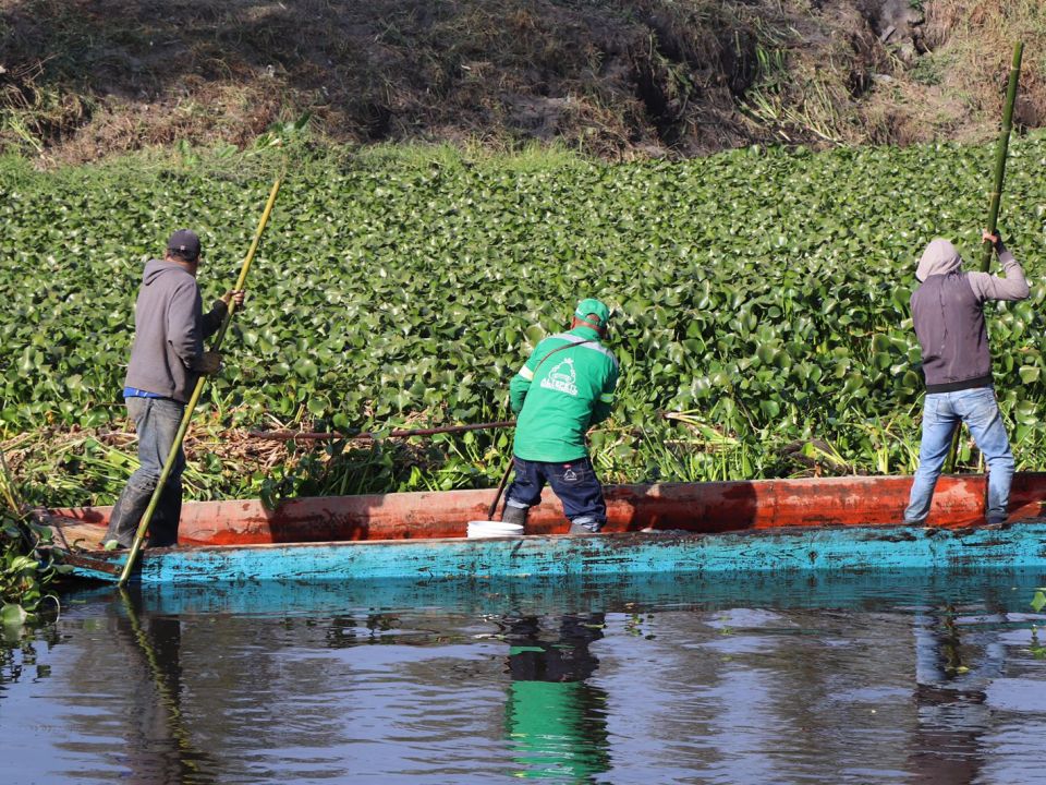 Xochimilco Sedema