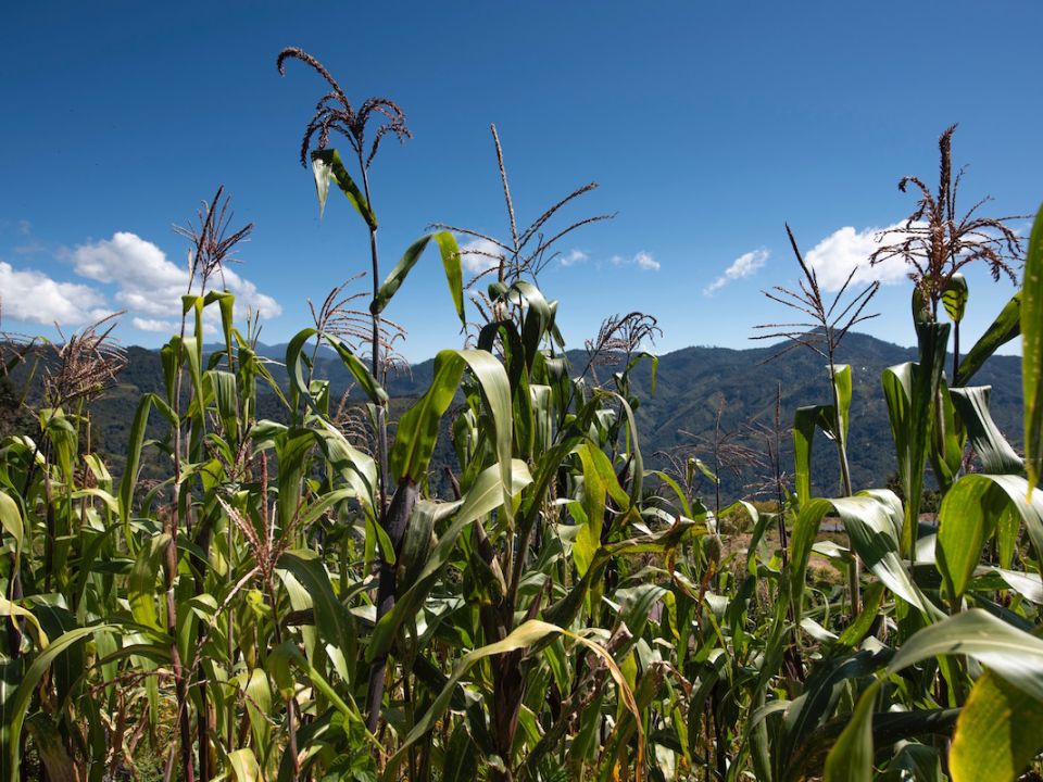 Agricultura Regenerativa Axa