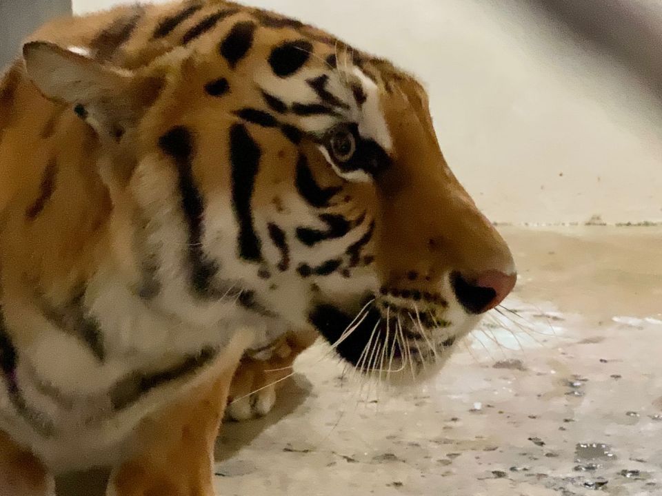 Tigre