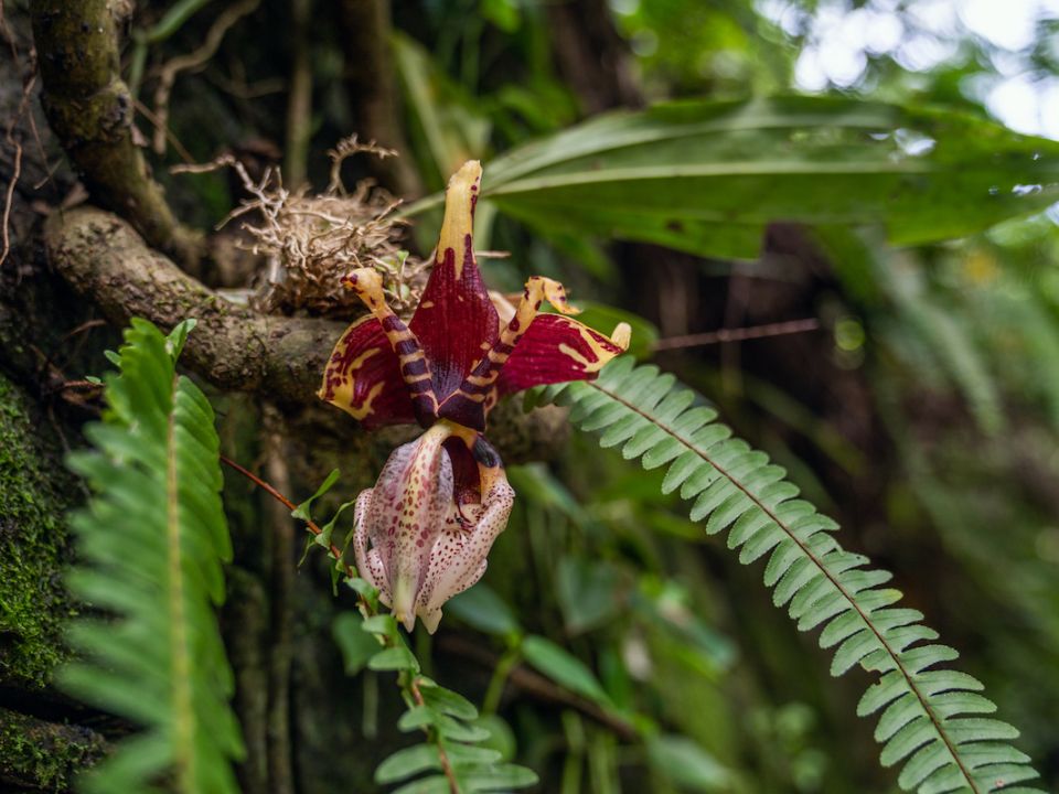 Orquídea Joe Richaud