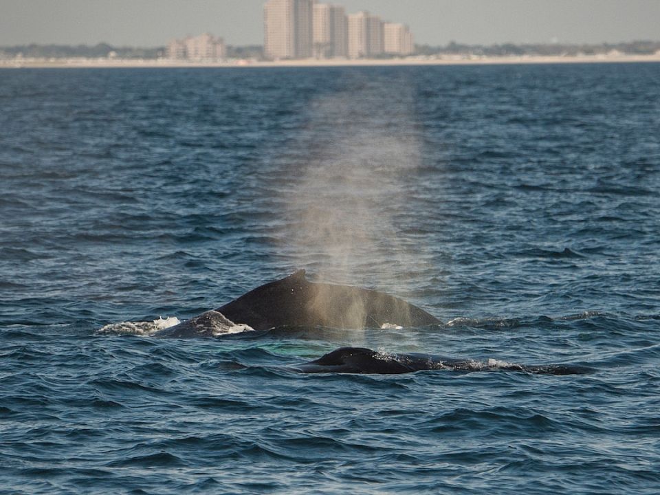 Ballenas