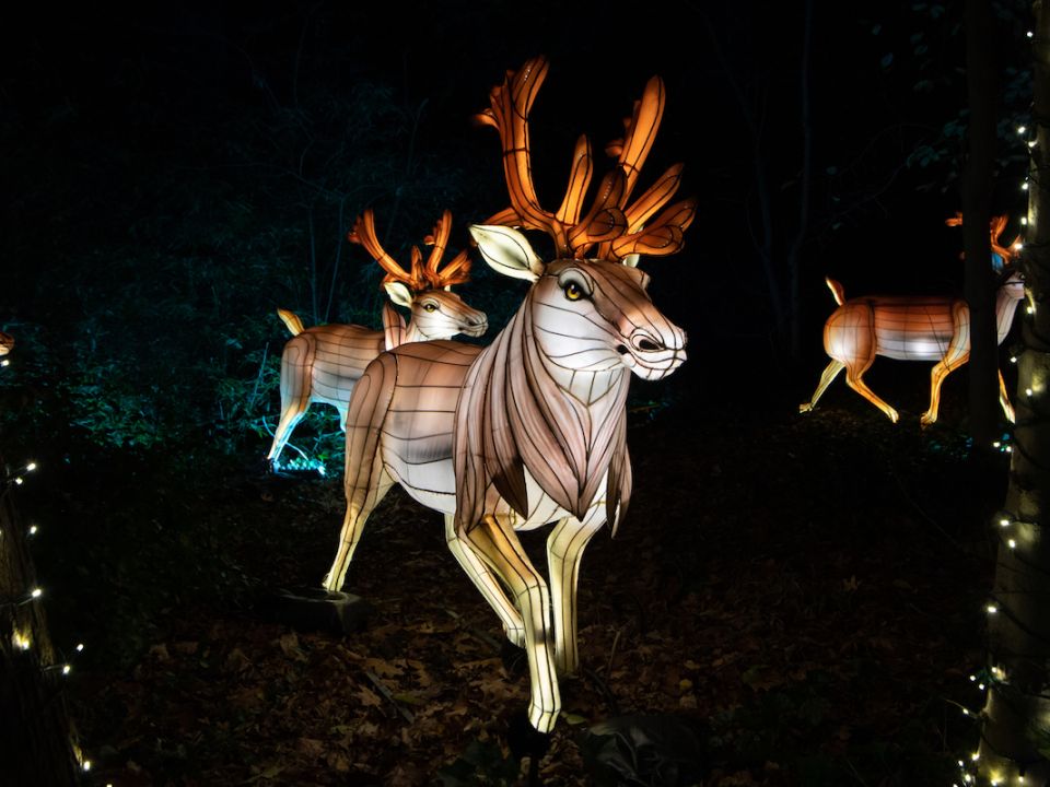 Holiday Lights 