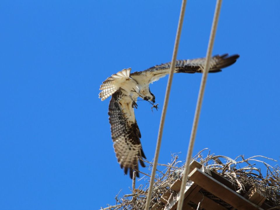 Águila pescadora