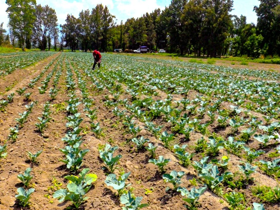 Cultivo