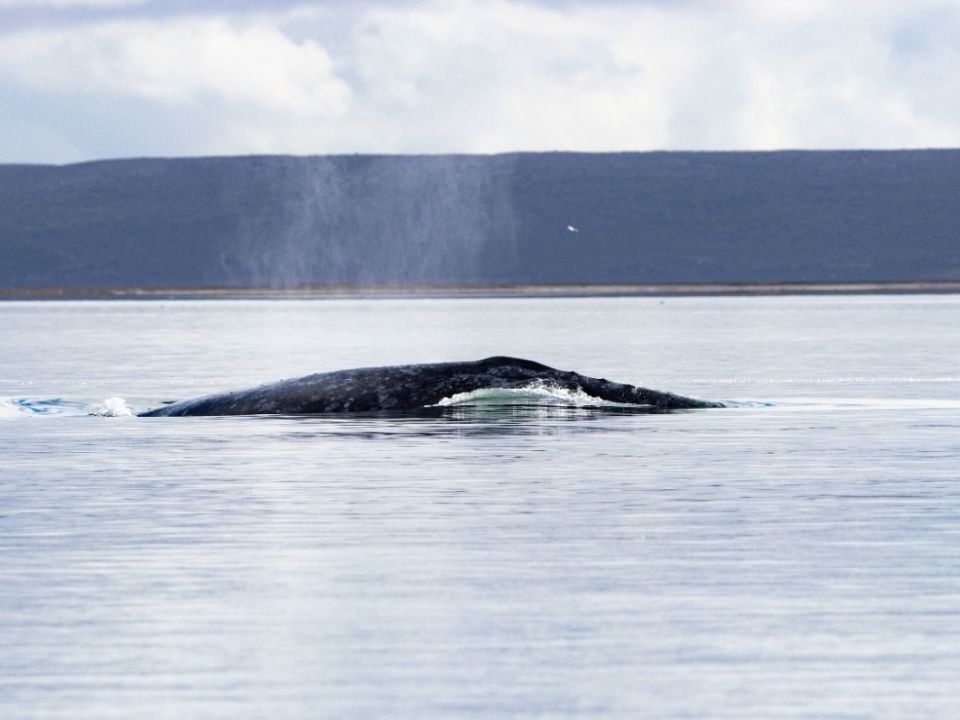 Ballena Gris