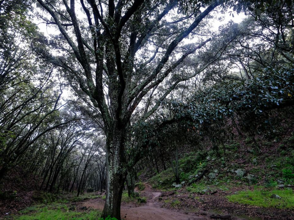 Bosque La Primavera