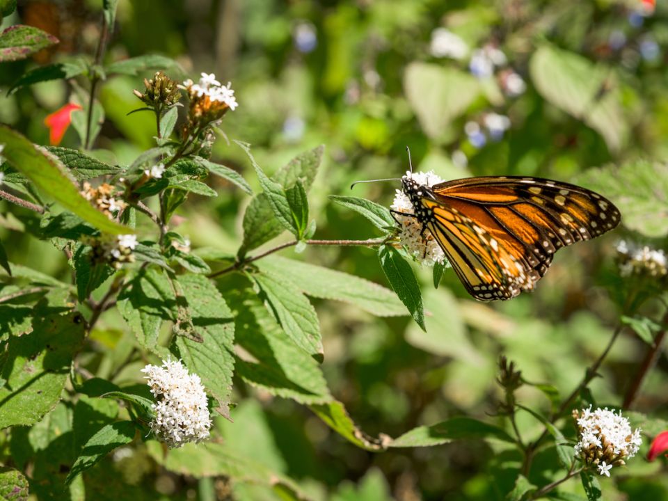 Mariposa monarca