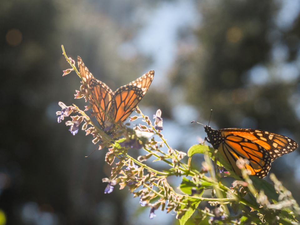 Mariposas