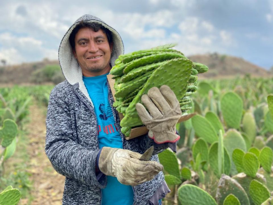 Nopales