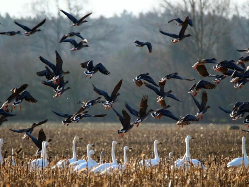 Aves