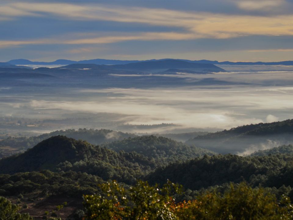 Bosque de la Mixteca Alta de Oaxaca