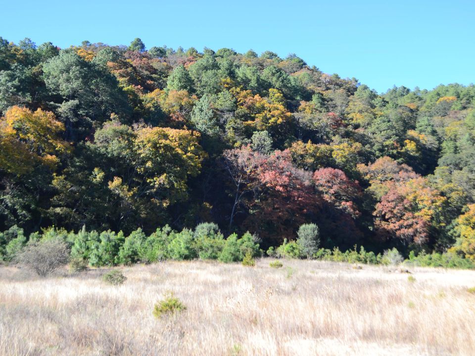 Bosque de la Mixteca Alta de Oaxaca